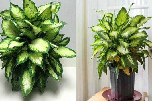 Làm mới không gian phòng khách với cây cảnh tự nhiên