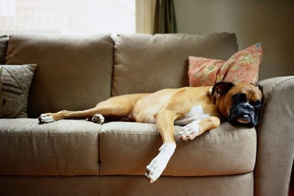 Nhà có nuôi thú cưng thì nên chọn mua sofa nào?